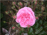 f5d75e18-Picture 076.jpg